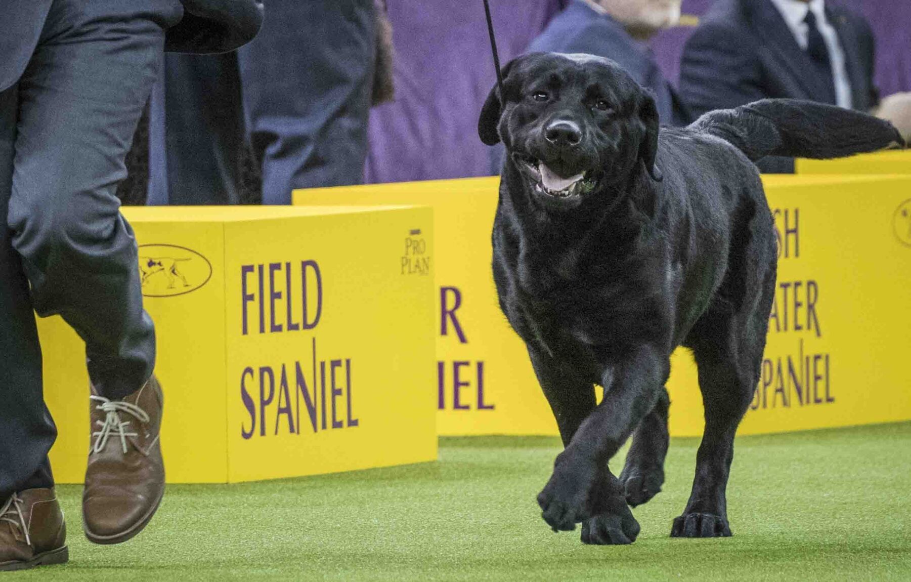 1. Labrador retriever